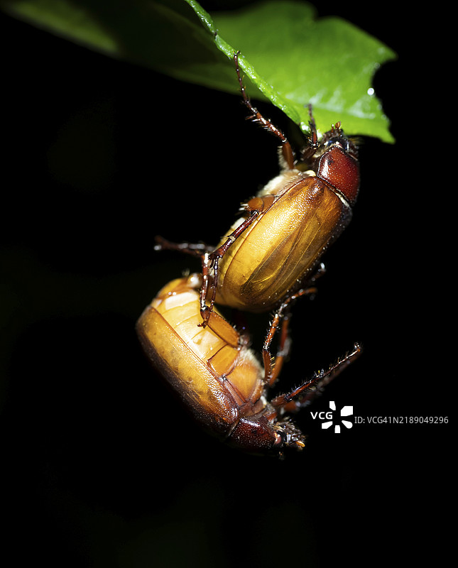 叶角甲虫(Scarabaeidae),两只甲虫,热带雨林夜晚,哥斯达黎加赫雷迪亚省,中美洲图片素材