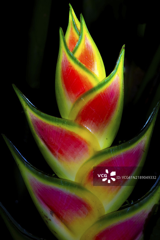 夜间开花的火焰花(Heliconia wagneriana),位于哥斯达黎加赫雷迪亚省的热带雨林中。图片素材