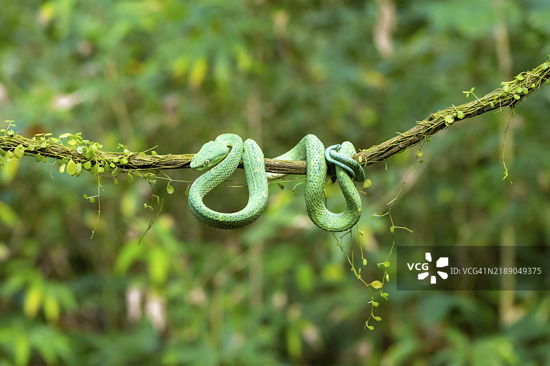 侧棱蛇(Bothriechis lateralis),栖息在树枝上,哥斯达黎加赫雷迪亚省,中美洲图片素材