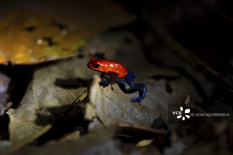 草莓蛙(Oophaga pumilio)坐在一片黄色的叶子上,夜晚的热带雨林,哥斯达黎加赫雷迪亚省,中美洲图片素材