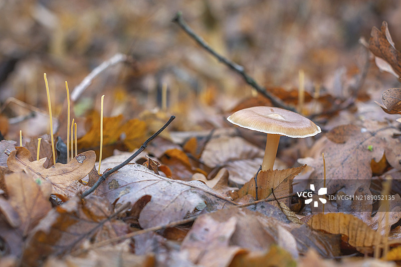 一朵蘑菇坐落在一堆树叶上。树叶是棕色的，散落在蘑菇周围。法国阿尔萨斯的巴斯河，欧洲图片素材