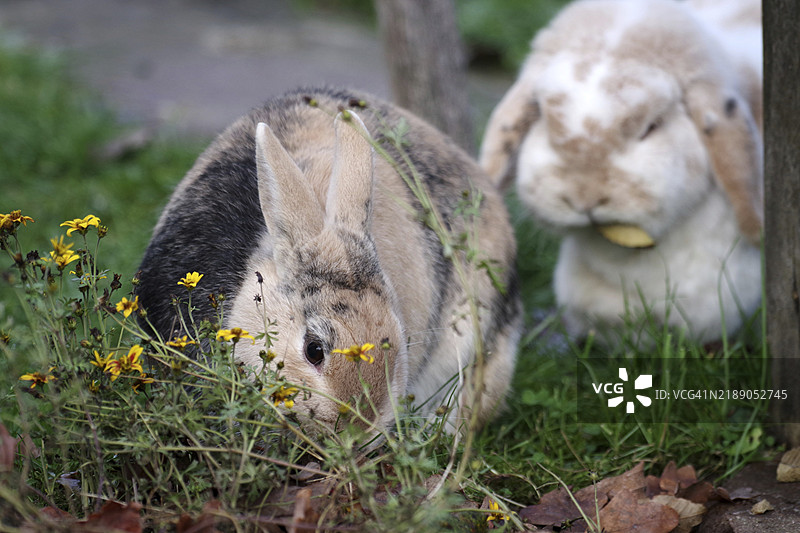 两只家兔（Oryctolagus cuniculus domesticus）在秋天的花园里吃叶子。图片素材