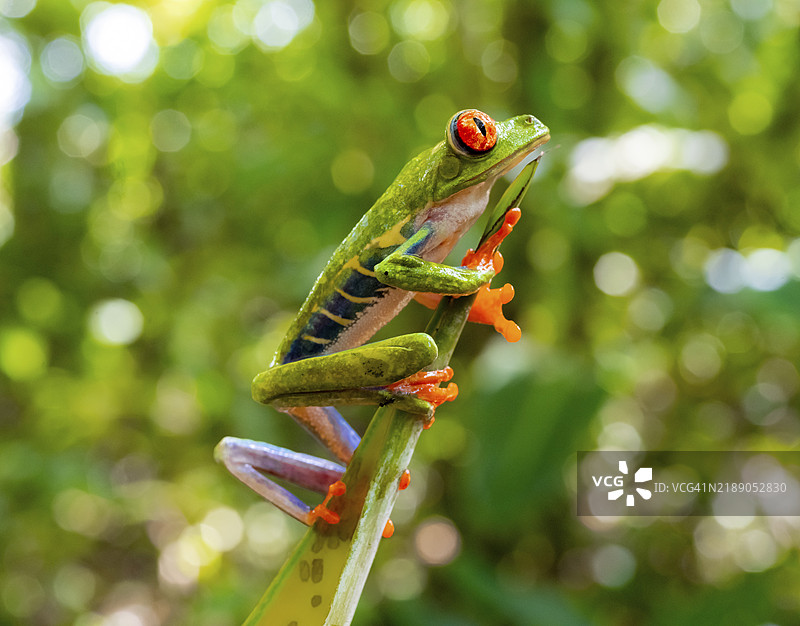红眼树蛙(Agalychnis callidryas),栖息在树枝上,哥斯达黎加赫雷迪亚省,中美洲图片素材