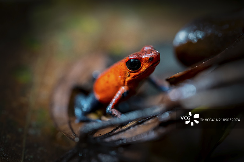 草莓树蛙(Oophaga pumilio)坐在干叶子上,哥斯达黎加赫雷迪亚省,中美洲图片素材