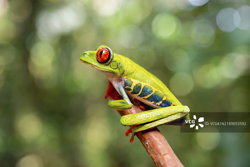 红眼树蛙(Agalychnis callidryas),栖息在树枝上,哥斯达黎加赫雷迪亚省,中美洲图片素材