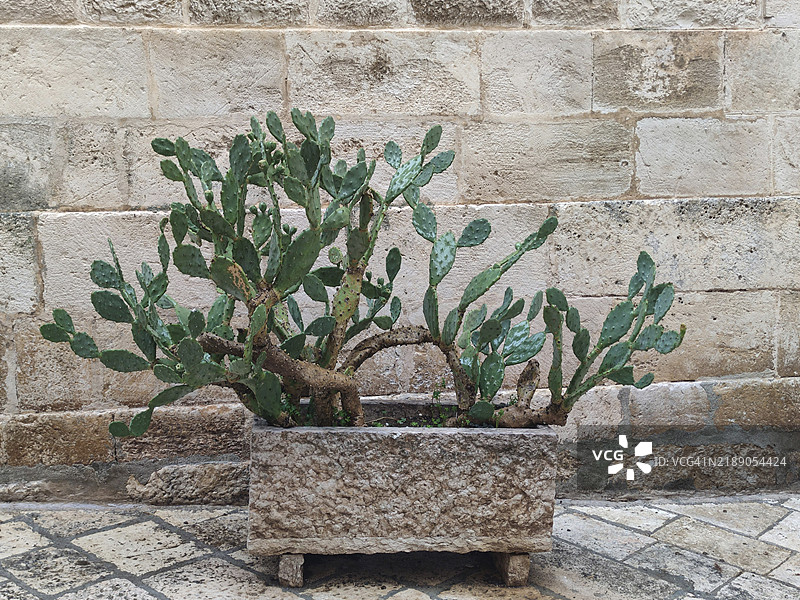 仙人掌果在砂岩墙前作为装饰，洛科罗通多，阿普利亚，意大利南部，意大利，欧洲图片素材