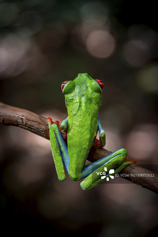 红眼树蛙(Agalychnis callidryas),栖息在树枝上,哥斯达黎加赫雷迪亚省,中美洲图片素材