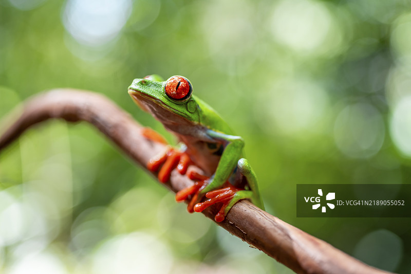 红眼树蛙(Agalychnis callidryas),栖息在树枝上,哥斯达黎加赫雷迪亚省,中美洲图片素材