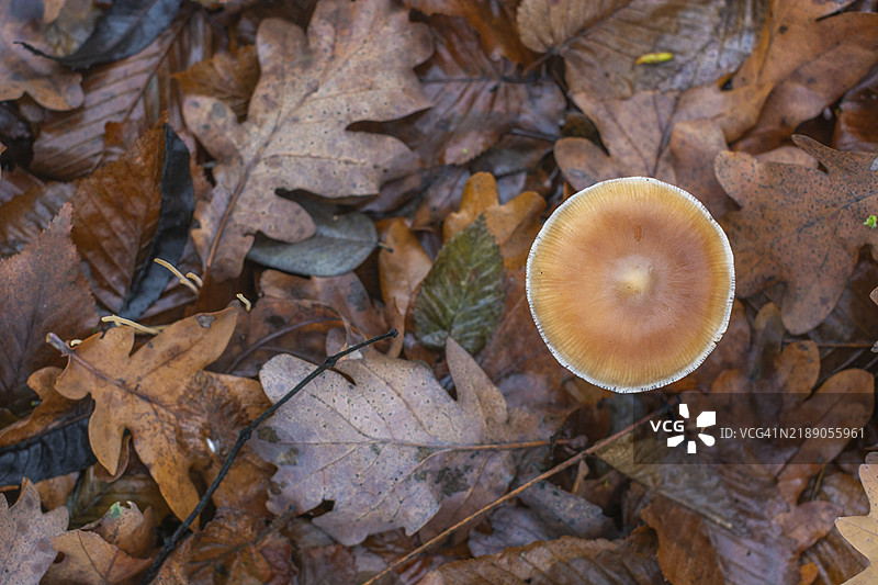 一朵蘑菇坐落在一堆树叶上。树叶是棕色的，散落在蘑菇周围。法国阿尔萨斯的巴斯河，欧洲图片素材