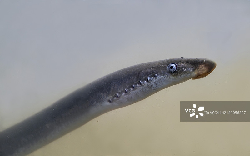河流七鳃鳗（Lampetra fluviatilis），水下游动，鳃孔清晰可见，德国下萨克森，欧洲图片素材