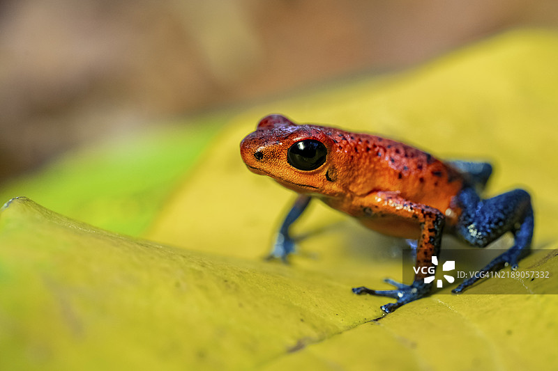 草莓树蛙（Oophaga pumilio）坐在一片黄色的叶子上，哥斯达黎加赫雷迪亚省，中美洲图片素材