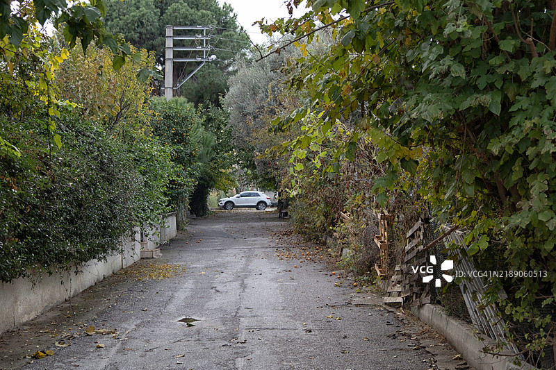 秋天郁郁葱葱的道路正面视图。图片素材