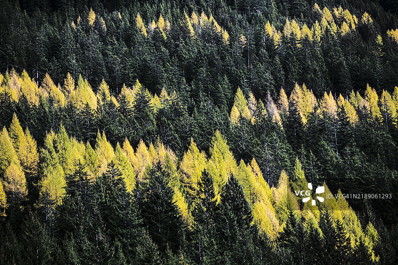 秋季瓦尔泰利纳的黄落叶松条纹的松树林图片素材