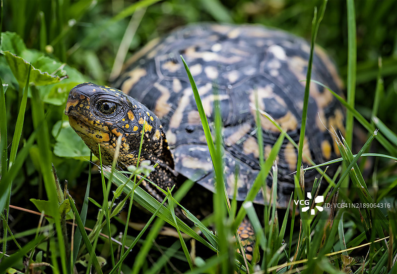 东部箱龟图片素材