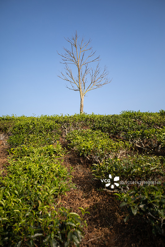 西高止山茶园图片素材