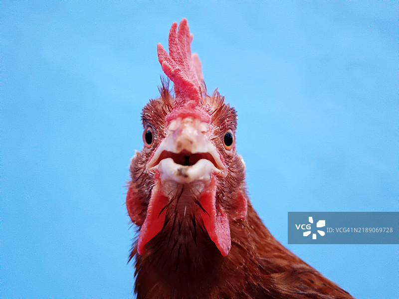 母鸡特写镜头，正看着镜头图片素材