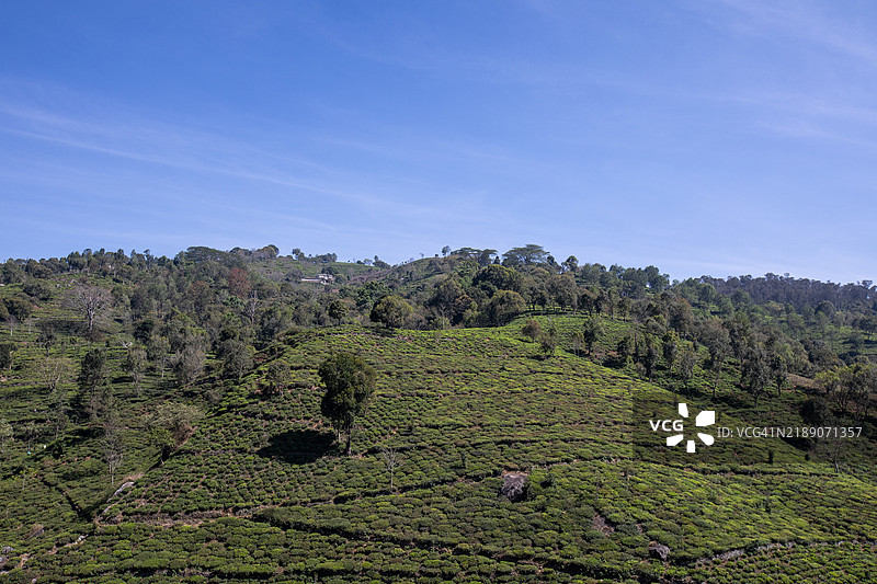 尼尔吉里天堂 - 印度的山站与茶园图片素材