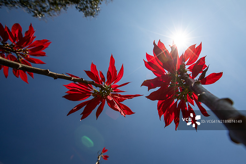 红色花朵光晕图片素材
