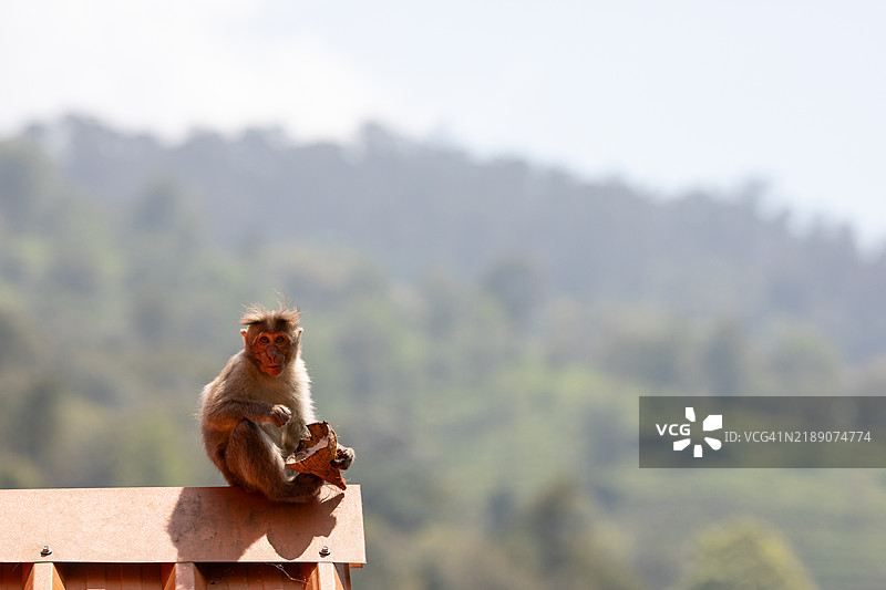 屋顶上的猕猴图片素材