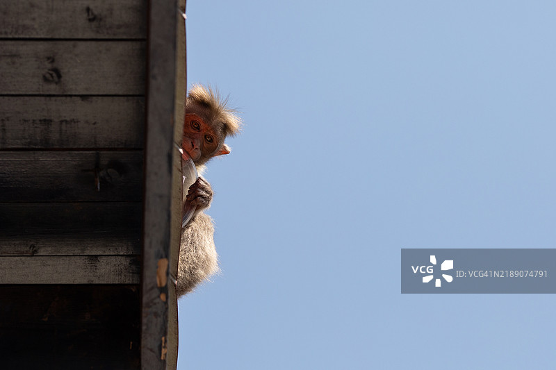 南印度的猕猴攻击图片素材