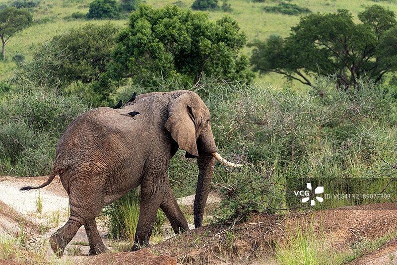 乌干达穆尔奇森瀑布国家公园中的大象图片素材