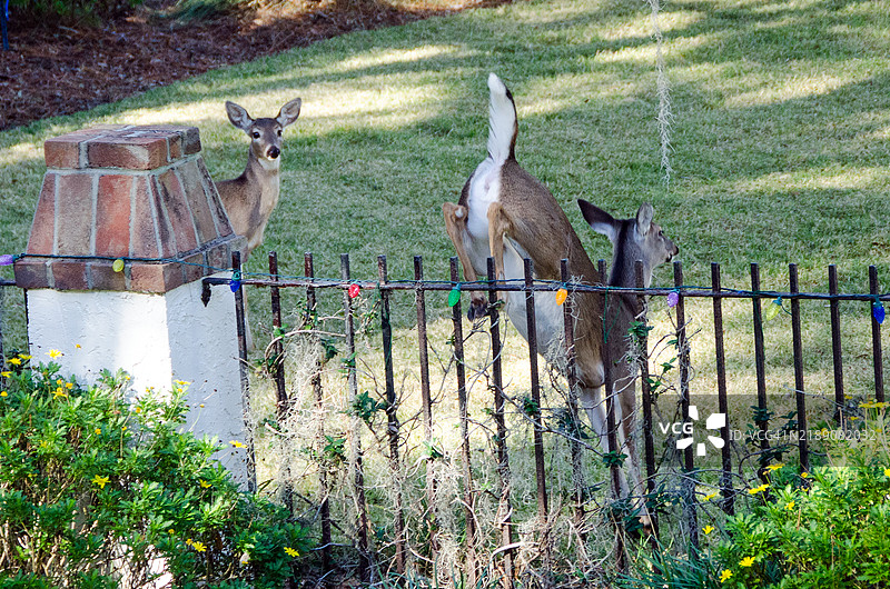 白尾母鹿跃过围栏图片素材