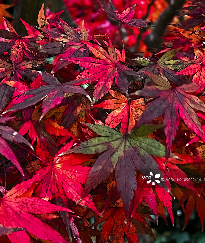 地上的秋叶图片素材