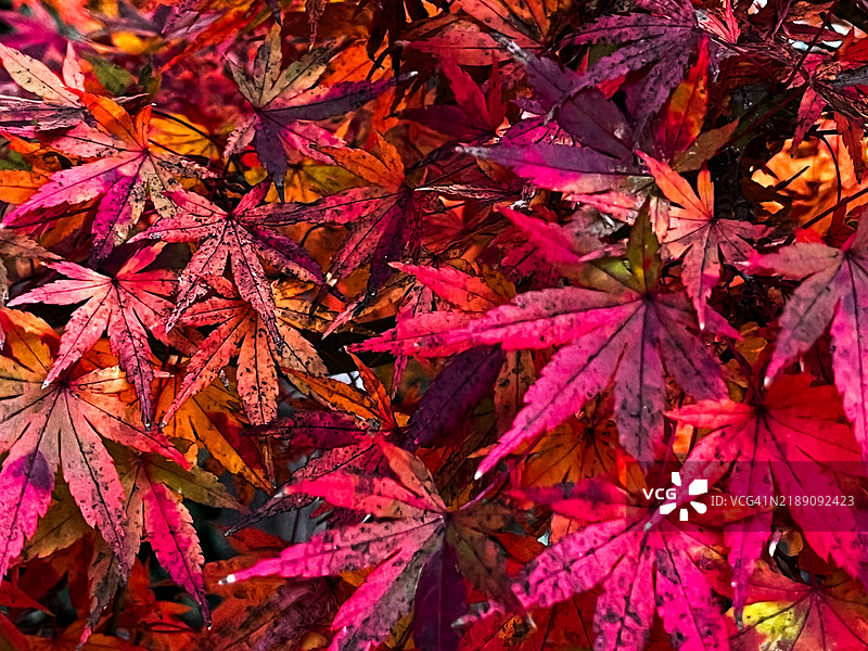 地上的秋叶图片素材