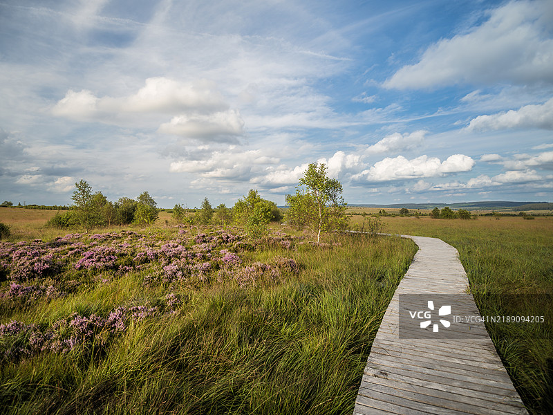 高沼地(Hautes Fagnes)著名地标的步道远足小径,途中有一个左转,周围盛开着石楠(Calluna Vulgaris)和沼泽地,位于阿登地区,高沼地 - 艾菲尔自然公园 - 列日省 - 瓦隆 - 比利时。图片素材