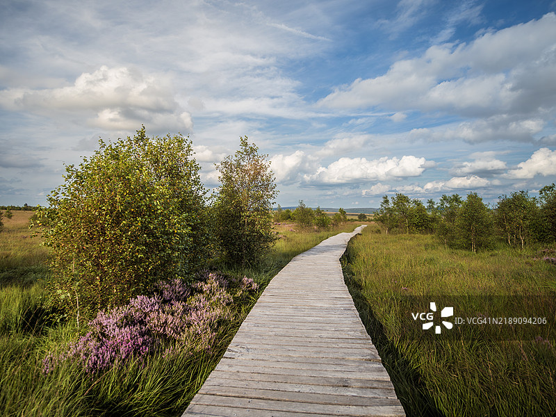 在比利时阿登地区的高沼泽（Hautes Fagnes），一条笔直的步道穿过盛开的石楠（Calluna Vulgaris）和沼泽地，形成了一处自然地标，属于高沼泽-艾菲尔自然公园，位于列日省的瓦隆地区。图片素材