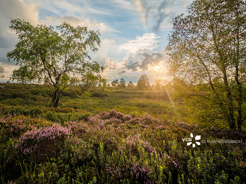 日落时分,紫花苔(Calluna Vulgaris)盛开的景色和沼泽地,夕阳在云后落下,位于高沼泽高原(Hautes Fagnes),高沼泽 - 艾菲尔自然公园 - 列日省 - 比利时阿登地区 - 瓦隆 - 比利时。图片素材