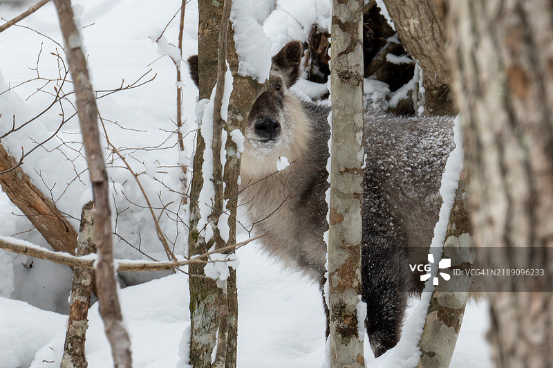 哇，羚羊！图片素材