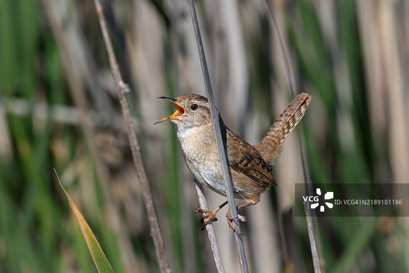 沼泽鹪鹩图片素材