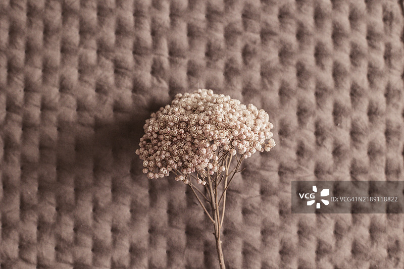干花在棕色摩卡慕斯背景上的纺织品上。2025年的流行色 - 摩卡慕斯。抽象背景纺织品。图片素材