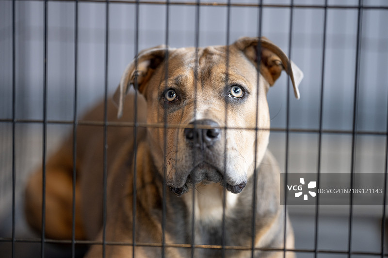 等待被领养图片素材