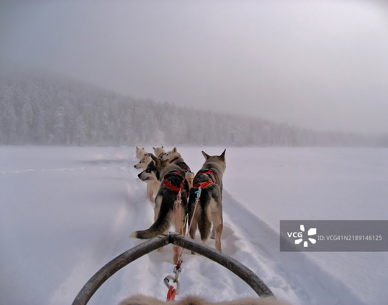 哈士奇在拉普兰拉雪橇图片素材
