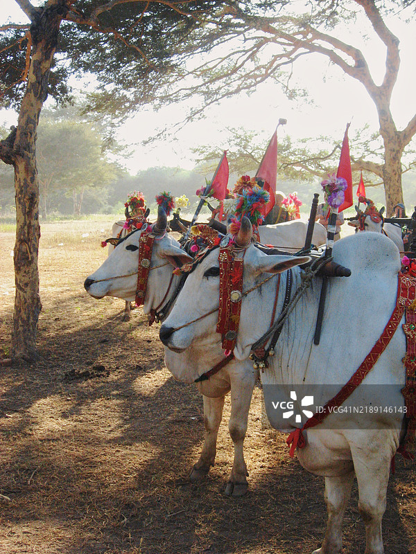 巴干装饰的水牛图片素材