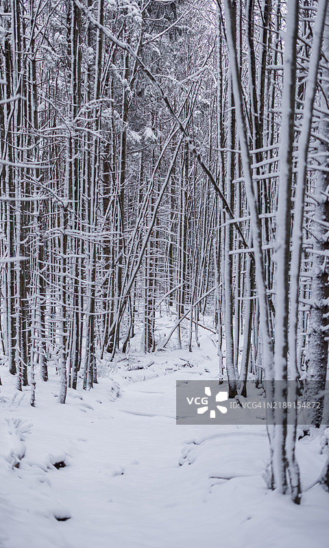 冬季的山地风景，森林，松果图片素材