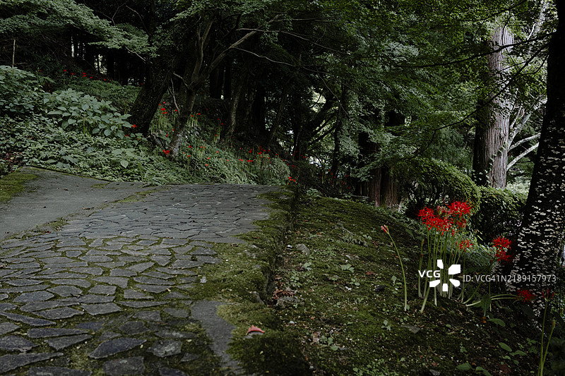 红色彼岸花在小路旁盛开图片素材