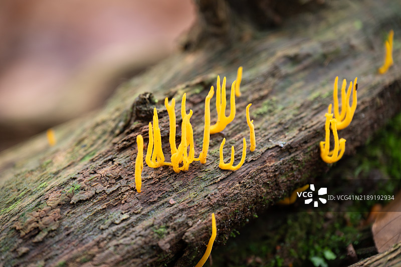 黄鹿角菌（Calocera viscosa）图片素材