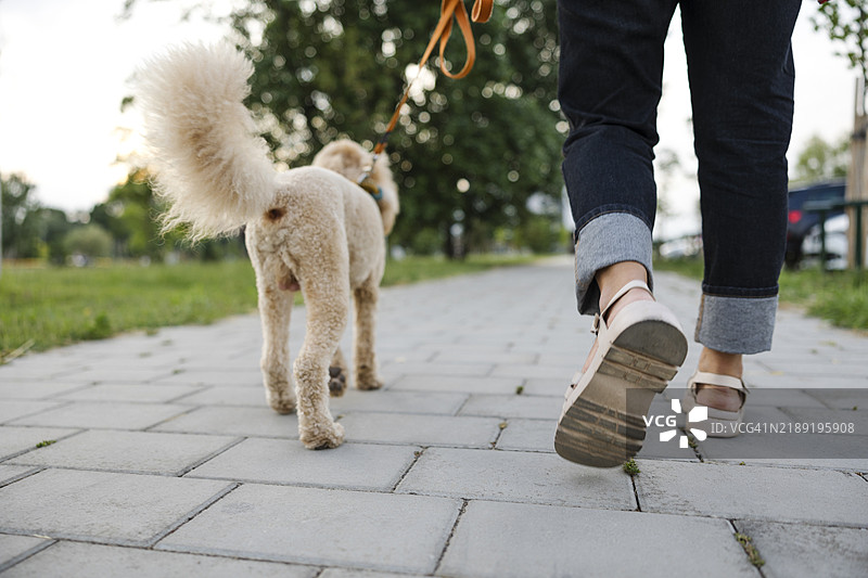 低角度视图的女性动物训练师在公园里与标准贵宾犬进行服从训练。图片素材