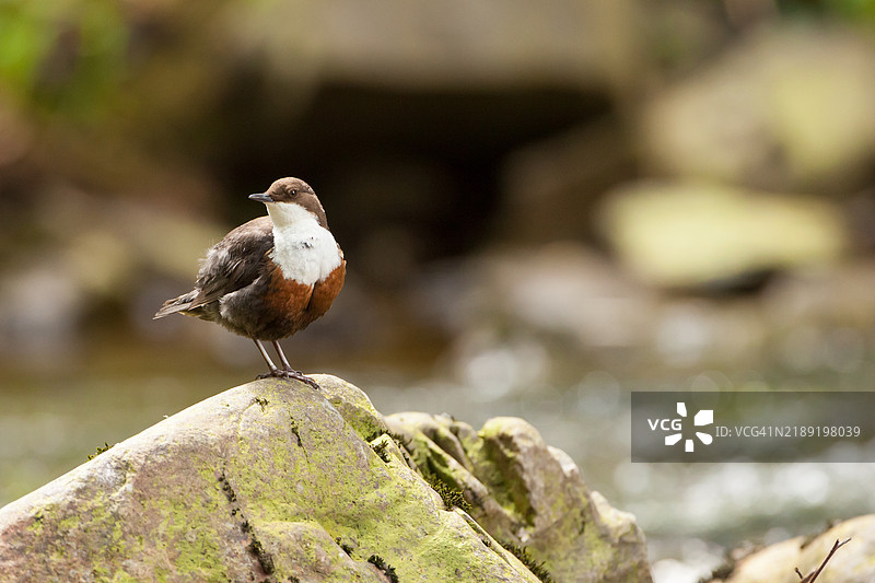 在模糊背景中站在岩石上的北斗七星。图片素材
