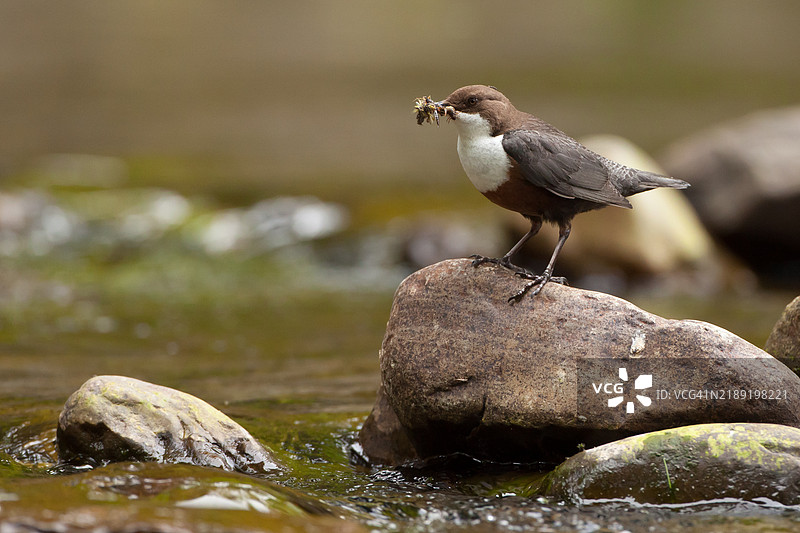 盛满食物的勺子图片素材