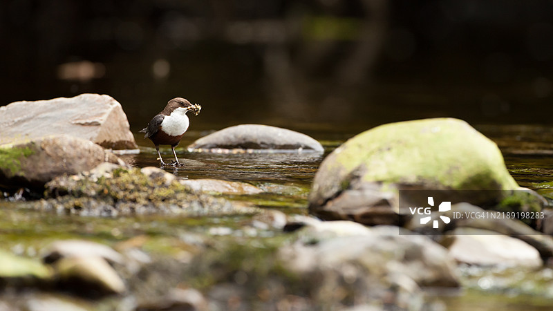 盛有食物的勺子 3图片素材