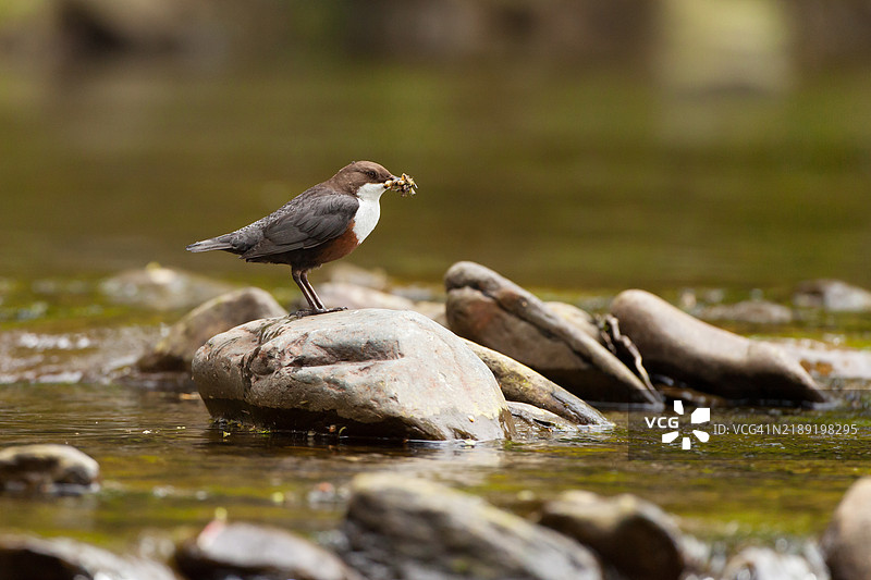 在河中岩石上站着的水鸲，嘴里叼着食物。图片素材
