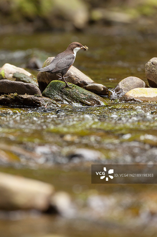 在河中岩石上站着的水鸲，嘴里叼着食物。图片素材