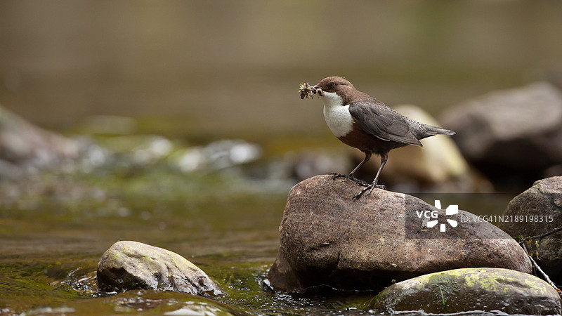 盛满食物的勺子图片素材