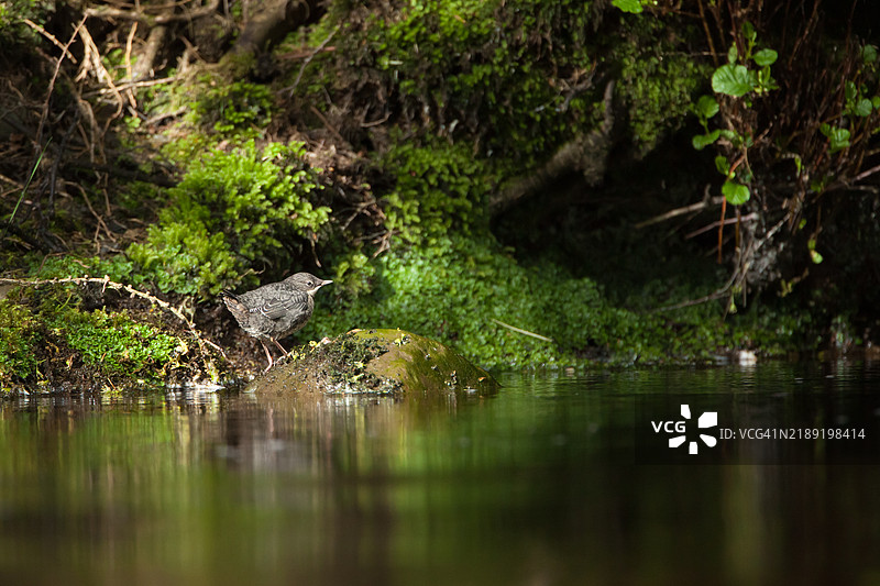 幼年水鸲在岩石上图片素材
