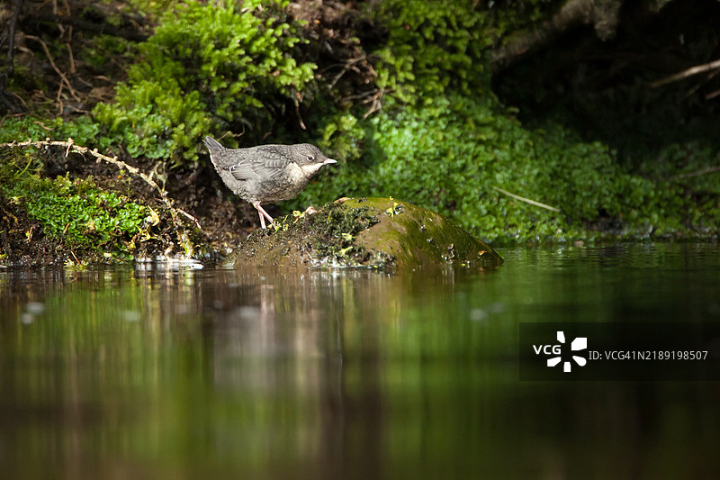 幼年水鸲肖像 2图片素材