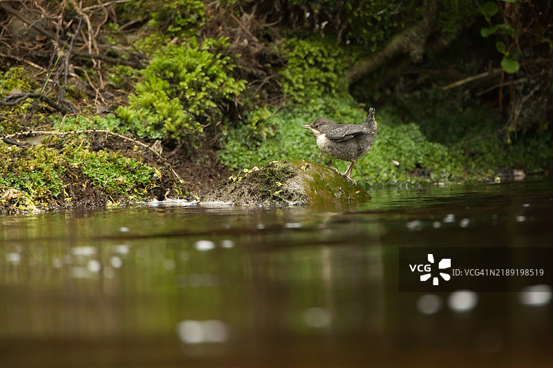 幼年水鸲肖像图片素材